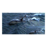 Dolphins Photo Card