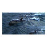 Dolphins Photo Card