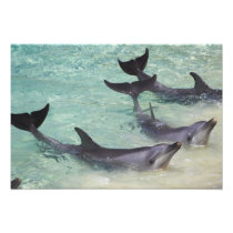 Dolphins, Sea World, Gold Coast, Queensland,