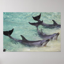 Dolphins, Sea World, Gold Coast, Queensland, Print