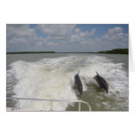 Dolphins surfing in the wake of the boat greeting card