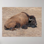 Domestic Asian Water Buffalo posters