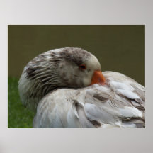 Domestic Goose Resting Print