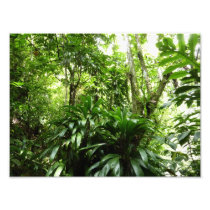 Dominican Rain Forest Photo Print