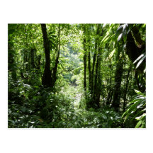 Dominican Rain Forest Postcard