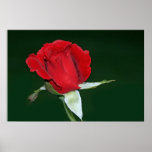 Don Juan Rose on Canvas, Edited Posters