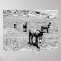 donkey 001 posters