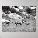 donkey 002 posters