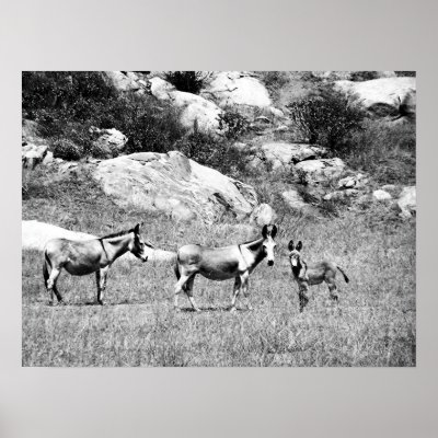 donkey 002 print by HAJenkins