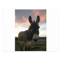 Donkey Art Post Cards
