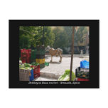 Donkey at Baza market - Granada, Spain postcards
