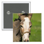 Donkey Buttons