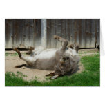Donkey Card