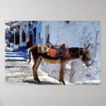 Donkey, Fira Santorini, Greece Print