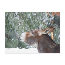 Donkey Holiday Postcard