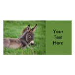 Donkey In The Grass photo cards