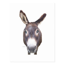 Donkey In Your Face Post Cards