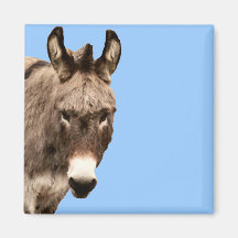 donkey magnet