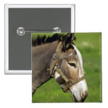 Donkey Pinback Button