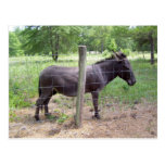 Donkey Postcard