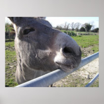 Donkey Poster