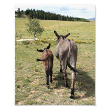 Donkey "Tales" 8x10 Art Photo