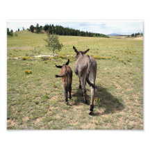 Donkey "Tales" 8x10 horizontal Photograph