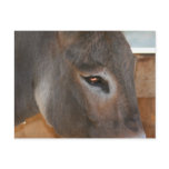 Donkey Thoughts Farm Animal Photo Postcard