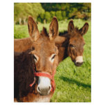 Donkeys flyers