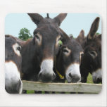 Donkeys Mousepads