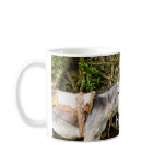 donkeys mugs