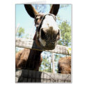 donkey's nose note card