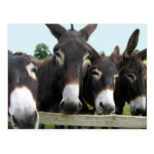 Donkeys Postcards