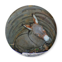 Donkeywell magnet