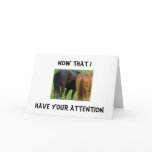 DON'T BE A HORSE'S BEHIND 40th BIRTHDAY cards