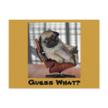 Don't be Pugnacious! Post Cards
