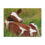 Don't Bother Me Cow