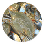Don't Bother Me...I'm Crabby!