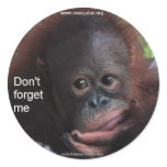 Don't Forget Me (Primate Baby)