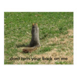 dont turn your back on me squirrel post cards