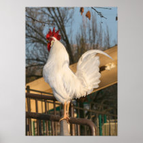"Doodle Do", Bantam Rooster Posters