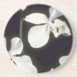 Doris P. Benson's (Phalaenopsis) flowers Beverage Coaster