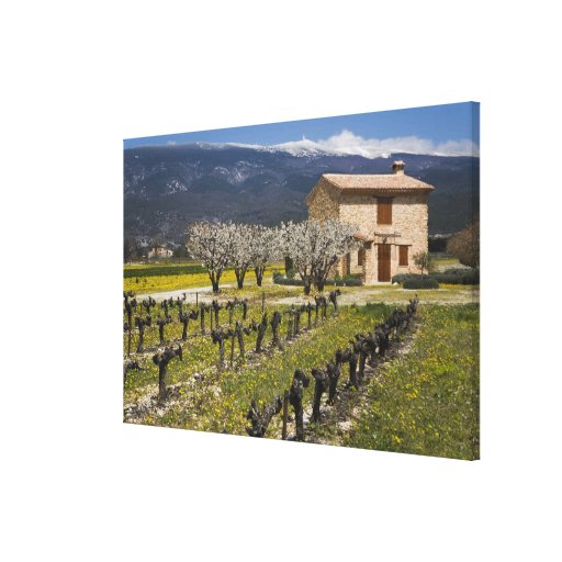 Dormant vineyard, fruit blossoms, stone house, gallery wrapped canvas
