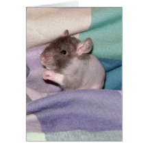 Doube Rex Baby Rat Greeting Card