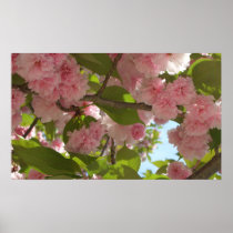 Double Blossoming Cherry Tree III Print