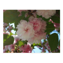 Double Blossoming Cherry Trees I Postcard