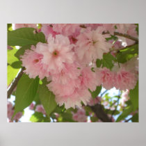 Double Blossoming Cherry Trees II Print