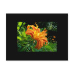 Double Blossum Orange Lily ACEO Art Trading Card Postcards
