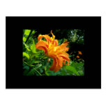 Double Blossum Orange Lily ACEO Art Trading Card Postcards