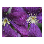 Double Clematis Post Card